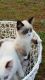Ragdoll Cats for sale in Chesnee, SC 29323, USA. price: $645