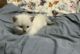 Ragdoll Cats for sale in Fort Edward, NY 12828, USA. price: $900
