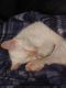 Ragdoll Cats for sale in Sparks, NV 89431, USA. price: $50