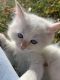 Ragdoll Cats for sale in Grand Junction, CO, USA. price: $1,100
