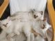 Ragdoll Cats for sale in Westerville, OH, USA. price: NA