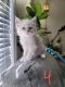 Ragdoll Cats for sale in San Leandro, CA, USA. price: $650