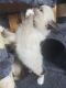 Ragdoll Cats for sale in Richfield Springs, NY 13439, USA. price: NA