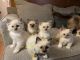 Ragdoll Cats for sale in Lebanon, MO 65536, USA. price: NA