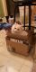 Ragdoll Cats for sale in Westland, MI, USA. price: $200