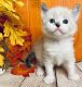 Ragdoll Cats for sale in Killeen, TX 76543, USA. price: $1,000