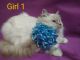 Ragdoll Cats for sale in Moses Lake, WA 98837, USA. price: $900
