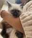 Ragdoll Cats for sale in Flushing, Queens, NY, USA. price: $1,000