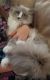 Ragdoll Cats for sale in Crystal, MI 48818, USA. price: NA