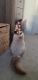 Ragdoll Cats for sale in San Antonio, TX 78249, USA. price: NA