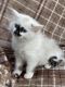 Ragdoll Cats for sale in Chesnee, SC 29323, USA. price: $750
