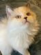 Ragdoll Cats for sale in Sylvania, OH, USA. price: $700