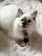 Ragdoll Cats for sale in Oakland, CA, USA. price: $1,100
