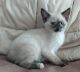 Ragdoll Cats for sale in Sleepy Hollow, IL, USA. price: $800