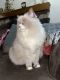 Ragdoll Cats for sale in Anaheim, CA, USA. price: $1,000