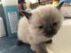 Ragdoll Cats for sale in Maryville, TN, USA. price: $100
