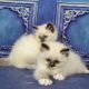 Ragdoll Cats for sale in Medford, OR, USA. price: $600