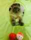 Ragdoll Cats for sale in Ashland, OR 97520, USA. price: NA