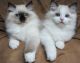 Ragdoll Cats for sale in Alaska, MI 49316, USA. price: $500