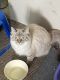 Ragdoll Cats for sale in River Falls, WI 54022, USA. price: NA