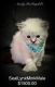 Ragdoll Cats for sale in Muncie, IN, USA. price: $1,500