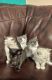 Ragdoll Cats for sale in Glenwood, IA 51534, USA. price: $500