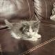 Ragdoll Cats for sale in Glenwood, IA 51534, USA. price: $800