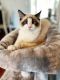 Ragdoll Cats for sale in Overlea Pl, Bel Air South, MD 21009, USA. price: NA