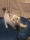 Ragdoll Cats for sale in Jurupa Valley, CA, USA. price: $1,500