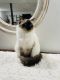 Ragdoll Cats for sale in Lancaster, NY, USA. price: $800