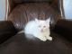 Ragdoll Cats for sale in Long Beach, CA 90803, USA. price: NA