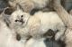 Ragdoll Cats for sale in Tulsa, OK 74145, USA. price: $200