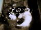 Ragdoll Cats for sale in Chula Vista, CA 91911, USA. price: NA