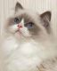 Ragdoll Cats for sale in Houston, TX, USA. price: $1,850