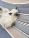 Ragdoll Cats for sale in Charlotte, NC 28210, USA. price: $500