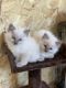 Ragdoll Cats for sale in Lancaster, PA, USA. price: $1,000