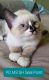 Ragdoll Cats for sale in Marysville, WA 98270, USA. price: $300