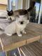 Ragdoll Cats for sale in Temecula, CA, USA. price: $1,000