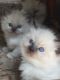 Ragdoll Cats for sale in Ephrata, PA 17522, USA. price: NA