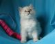 Ragdoll Cats for sale in Penn Yan, NY 14527, USA. price: NA