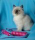 Ragdoll Cats for sale in Penn Yan, NY 14527, USA. price: NA