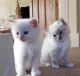 Ragdoll Cats for sale in San Francisco, CA, USA. price: $200