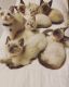 Ragdoll Cats for sale in Livermore Falls, ME 04254, USA. price: $800