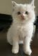 Ragdoll Cats for sale in Redlands, CA, USA. price: $1,000