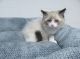 Ragdoll Cats for sale in Novi, MI, USA. price: $500