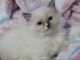 Ragdoll Cats for sale in Williamsport, PA, USA. price: $875
