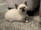 Ragdoll Cats for sale in Clarksville, TN 37043, USA. price: NA