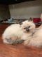 Ragdoll Cats for sale in Glendale, CA 91202, USA. price: NA