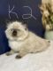 Ragdoll Cats for sale in Hardeeville, SC, USA. price: $120,000