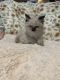 Ragdoll Cats for sale in 4100 Prairie Ronde Hwy, Opelousas, LA 70570, USA. price: $700